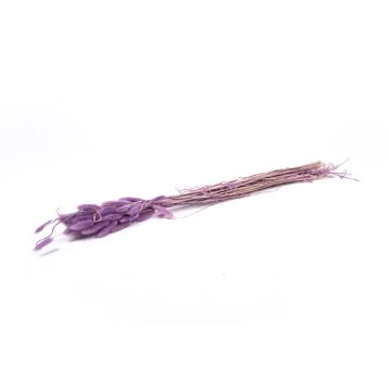 Dried grass BORKA, Lagurus bunch, purple, 22"-30"/55-75cm, Ø4.7"/12cm