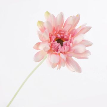 Artificial Gerbera VIRGINIA, cream-pink, 22"/55cm, Ø 4.3"/11cm