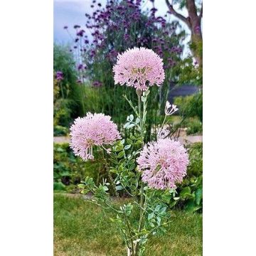 Decorative branch Ornamental leek SMILJAN, light pink, 31"/80cm