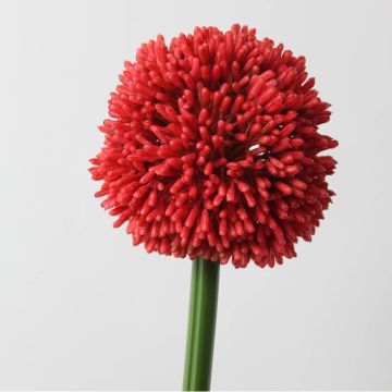 Decorative allium flower BEATRISA, red, 26"/65cm, Ø 3.9"/10cm