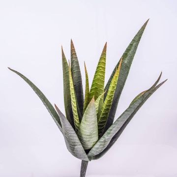 Decorative plant Aloe Variegata MARTINEZ on spike, green, 12"/30cm, Ø 6.7"/17cm