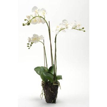 Decorative Phalaenopsis orchid PABLA, soil ball, white, 28"/70cm