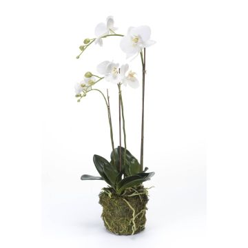 Decorative Phalaenopsis orchid PABLA, moss ball, white, 28"/70cm