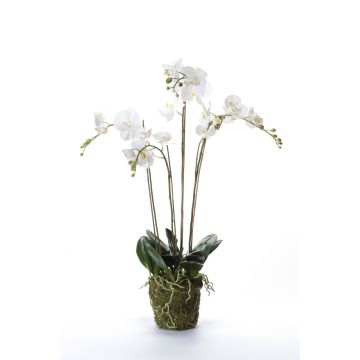 Decorative Phalaenopsis orchid PABLA, moss ball, white, 3ft/90cm