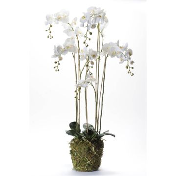 Decorative Phalaenopsis orchid PABLA, moss ball, white, 5ft/145cm