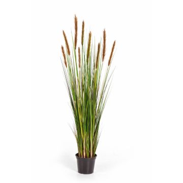 Decorative Foxtail grass FREDERIK with panicles, green-brown, 4ft/120cm