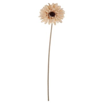 Decorative flower Gerbera TUNGUSKA, dry look, cream-beige, 20"/50cm