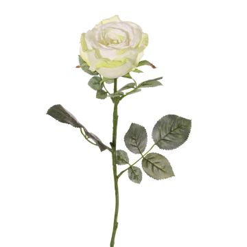 Velvet rose HUSA, white-green, 30"/75cm, Ø4"/10cm
