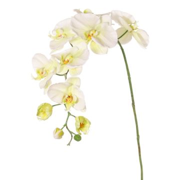 Artificial flower branch Phalaenopsis orchid WESA, white-green, 3ft/100cm