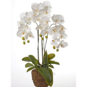 Decorative Phalaenopsis orchid SATRIA, soil ball, white, 30"/75cm