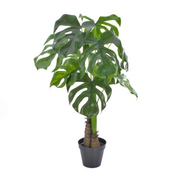 Decorative Philodendron Monstera Deliciosa FABIUS, crossdoor, 3ft/90cm