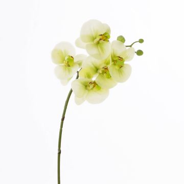 Artificial Phalaenopsis orchid twig EMILIA, cream-green, 24"/60cm