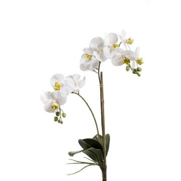 Decorative Phalaenopsis orchid CANDIDA on spike, white, 26"/65cm