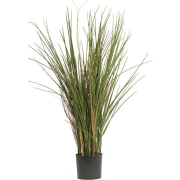 Decorative reed grass DELSIN, crossdoor, green-brown, 31"/80cm