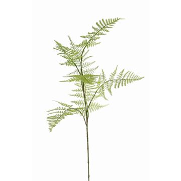 Decorative Asparagus plumosus branch HAYDON, green, 33"/85cm