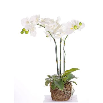 Decorative Phalaenopsis orchid MARGIT in soil ball, white, 26"/65cm