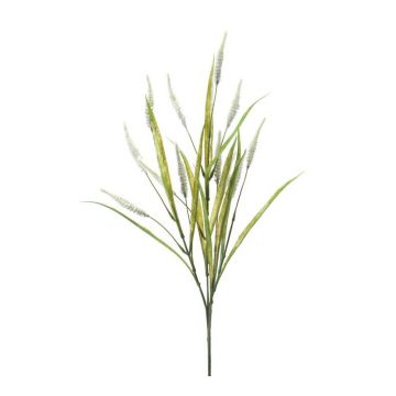 Decorative grass Chinese pennisetum ORFEO, panicles, spike, cream, 28"/70cm