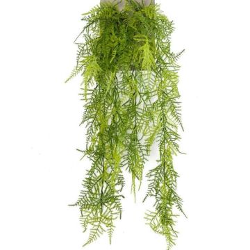 Decorative Asparagus plumosus COLE, spike, 31"/80cm