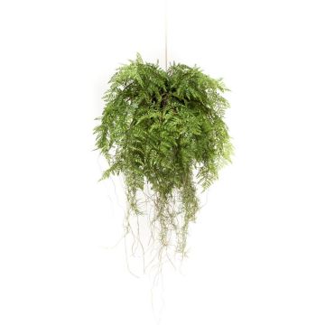 Decorative basket with Boston fern NILO, earth ball, roots, 30"/75cm, Ø 22"/55cm