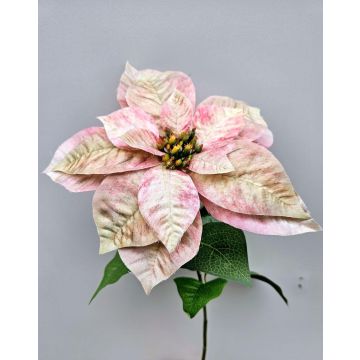 False poinsettia LIBASSE, cream-pink, 26"/65cm