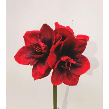 Artificial flower Amaryllis MARKUNO, burgundy red, 24"/60cm