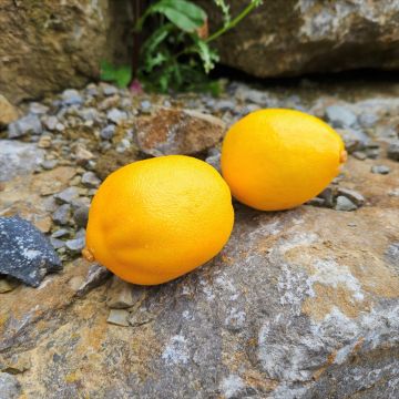 Fake lemon AMUDARJA, yellow, 3.1"/8cm