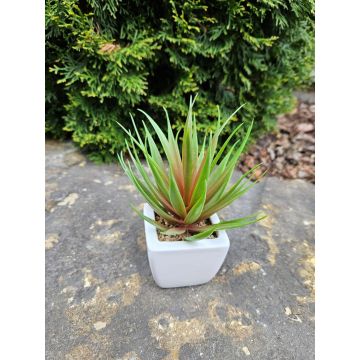 Artificial Agave decipiens KATNISS in ceramic pot, green-red, 7"/19cm