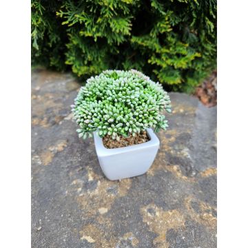 Artificial Sedum telephium KATNISS, ceramic pot, green, 5.5"/14cm