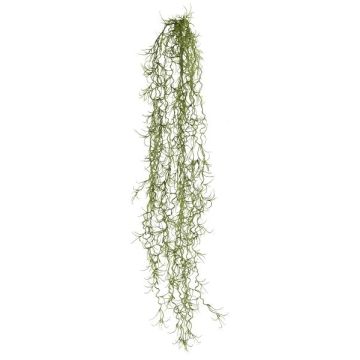 Decorative succulent Tillandsia usneoides BLIMFY, spike, hanging, dark green, 31"/80cm