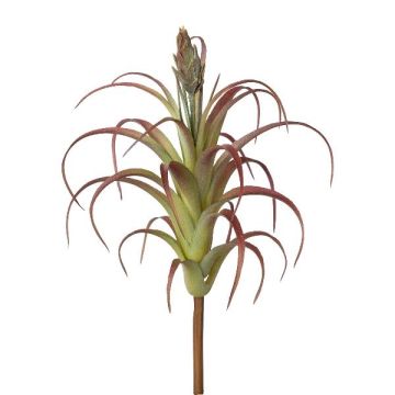 Decorative succulent Tillandsia stricta KROST, spike, flower, green-red, 9"/23cm