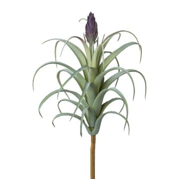 Decorative succulent Tillandsia stricta KROST, spike, flower, green-purple, 9"/23cm