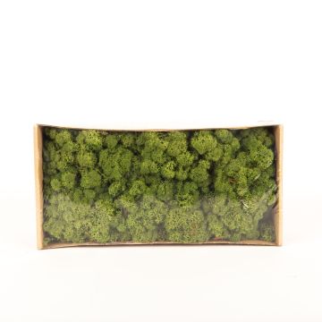 Icelandic natural moss SVEINBJÖRN, meadow green, 500g