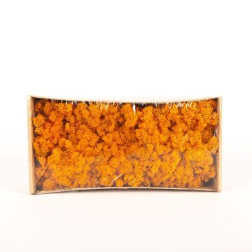 Icelandic natural moss SVEINBJÖRN, orange, 500g